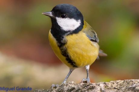 ESAS MARAVILLOSAS AVES-THOSE WONDERFUL BIRDS