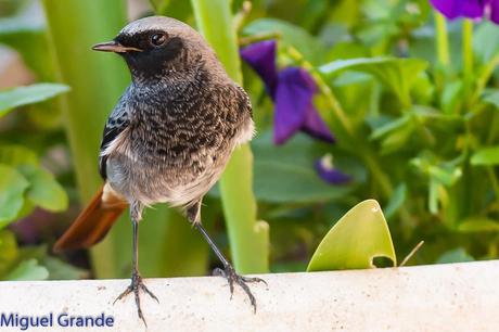 ESAS MARAVILLOSAS AVES-THOSE WONDERFUL BIRDS