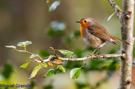 ESAS MARAVILLOSAS AVES-THOSE WONDERFUL BIRDS