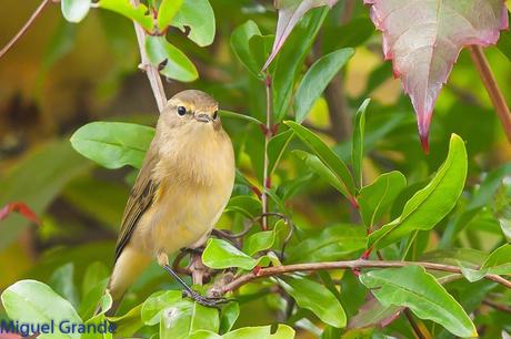 ESAS MARAVILLOSAS AVES-THOSE WONDERFUL BIRDS