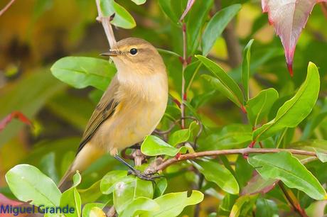 ESAS MARAVILLOSAS AVES-THOSE WONDERFUL BIRDS