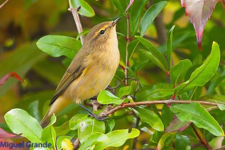 ESAS MARAVILLOSAS AVES-THOSE WONDERFUL BIRDS