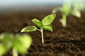 Soñar con semillas: ¿Potencial a desarrollar?. Analiza tu subconsciente. sueño con semillas