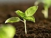 Soñar semillas: ¿Potencial desarrollar?. Analiza subconsciente