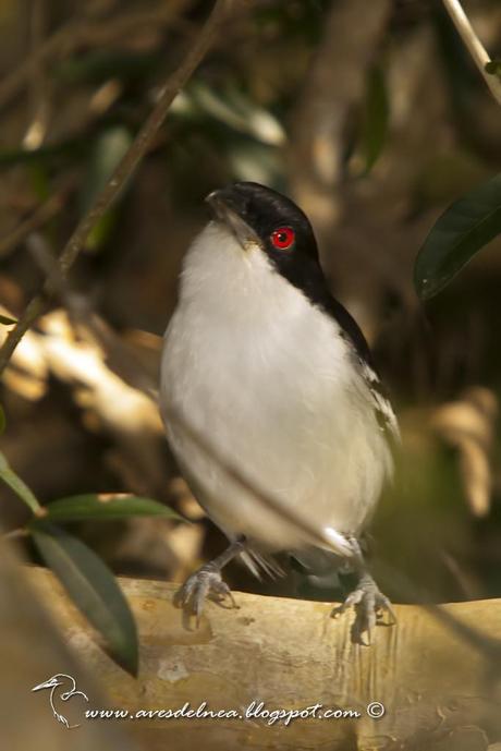 Chororó (Great-antshrike) Taraba major
