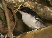 Chororó (Great-antshrike) Taraba major