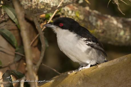 Chororó (Great-antshrike) Taraba major