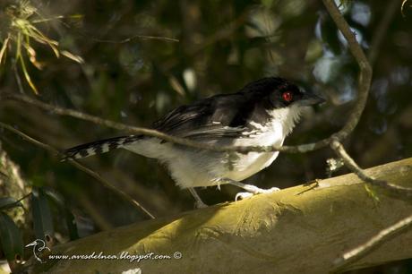 Chororó (Great-antshrike) Taraba major
