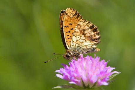 Para ampliar Brenthis ino (Rottemburg, 1775) Laurel menor, hacer clic