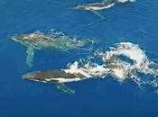 Bebé ballena jorobada juega mamá espectaculares imágenes drone