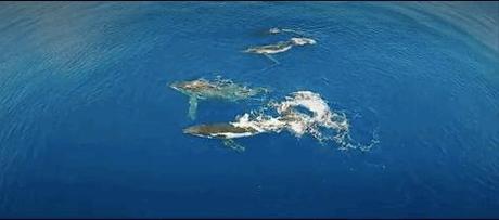 manada de ballenas jorobadas