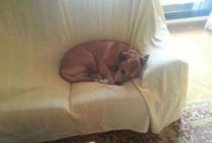 Excalibur-perro-enfermera-contagiada-ebola