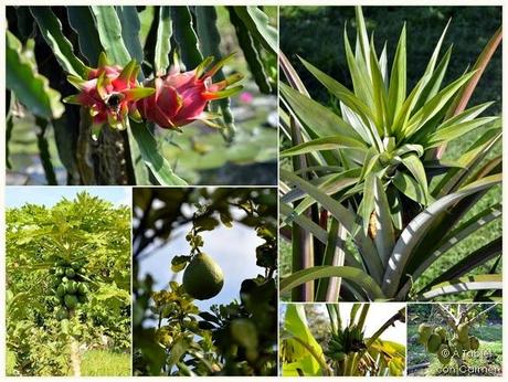 Navegando por el Delta del Mekong: Frutas exóticas, Mercado flotante y Escenarios de película