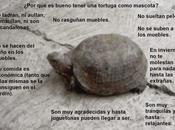 ¿Por bueno tener tortuga como mascota?