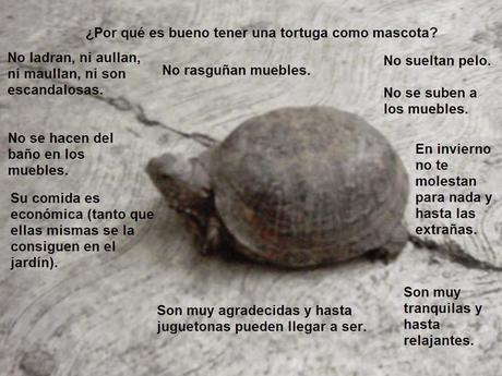 ¿Por qué es bueno tener una tortuga como mascota?
