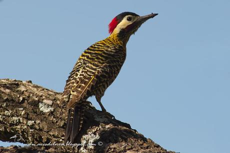 Carpintero real (Green-barred Woodpecker) Colaptes melanochloros
