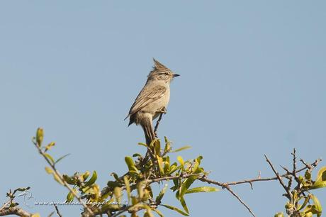 Coludito copetón (Tufted-tit Spinetail) Lepthastenura platensis