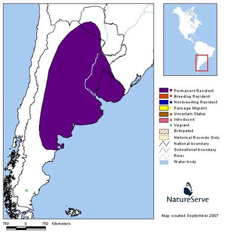 Coludito copetón (Tufted-tit Spinetail) Leptasthenura platensis