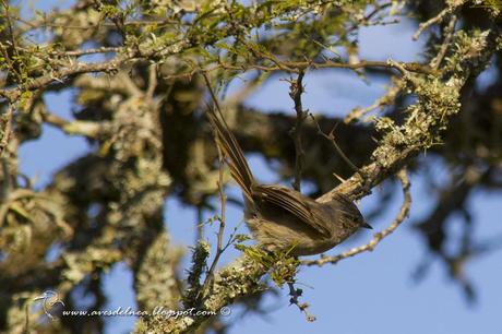 Coludito copetón (Tufted-tit Spinetail) Lepthastenura platensis