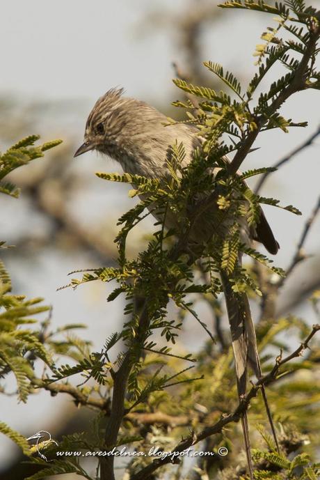 Coludito copetón (Tufted-tit Spinetail) Lepthastenura platensis