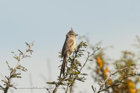 Coludito copetón (Tufted-tit Spinetail) Lepthastenura platensis