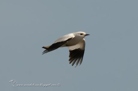 Monjita blanca (White Monjita) Xolmis irupero