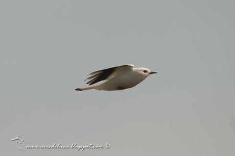 Monjita blanca (White Monjita) Xolmis irupero