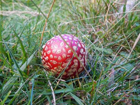 Amanitas muscaria en el Valle de Monestero. Pallars Sobirà
