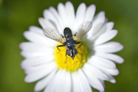 Para ampliar Phania funesta (Meigen, 1824) Mosca parásita hacer clic