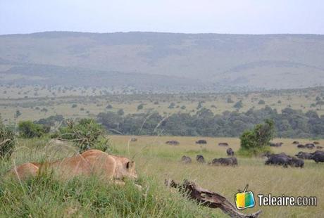 la gran migración de masai mara