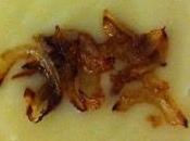 Crema Endivias Cebolla Caramelizada