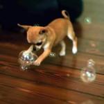 VÍDEO: No podrás parar de ver a esta Chihuahua cazando pompas a cámara lenta chihuahua cazando pompas