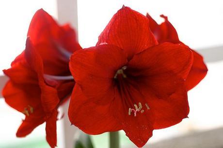 balcón_7_20140522 - Version  +