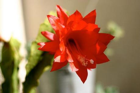 balcón_2_20140513 - Version 2 +