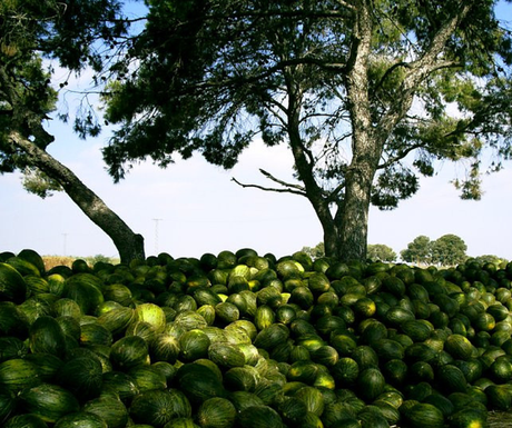 Un CUENTO SUCULENTO que te ayudará a que los niños coman MELÓN y otras frutas a montón