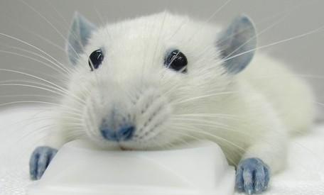 Brasil reemplazará experimentos en animales con nuevos métodos