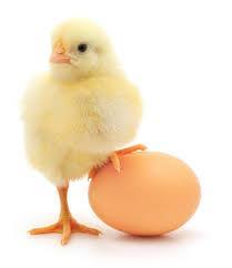 huevo55 Huevométro: Interés por la sanidad, el bienestar animal y el huevo