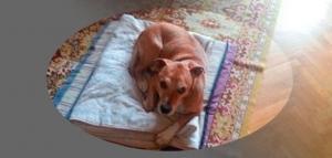 Excálibur, consecuencia de unos responsables incompetentes Excálibur, consecuencia de unos responsables incompetentes