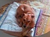 Excálibur, consecuencia unos responsables incompetentes