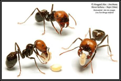 Messor-barbarus-major-hormigas-cincodays-com