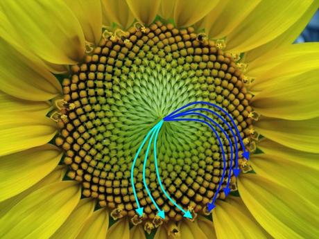 Disposición en espiral de las semillas de girasol