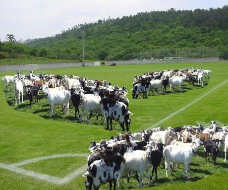 Rebaño de cabras comiéndose la hierba de los campos de fútbol