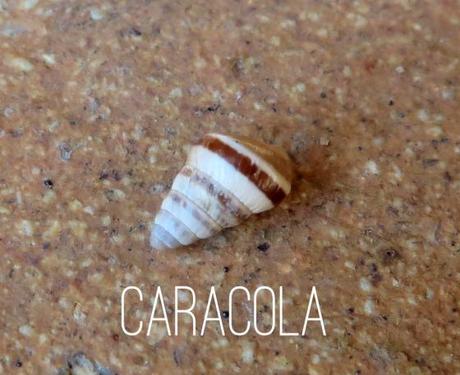 caracola1