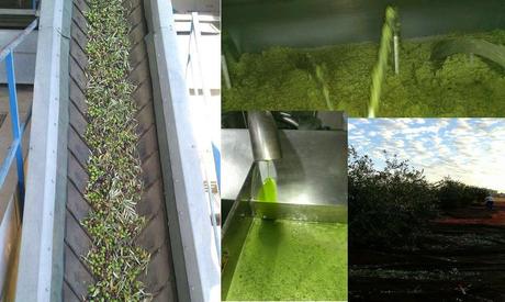 FLAN DE ACEITE DE OLIVA