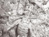 Monografías Bioespeleológicas