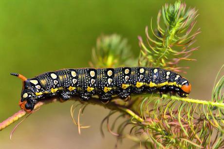 Para ampliar Hyles euphorbiae (Linnaeus 1758) Esfinge de la lechetrezna hacer clic