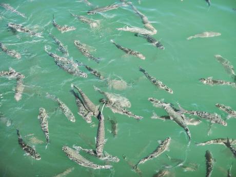 Gran banco de peces bajo la pasarela de acceso al Maremagnum de Barcelona