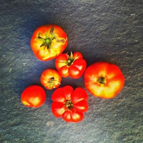 ÚLTIMOS TOMATES DEL HUERTO