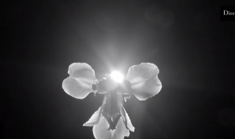 Captura de pantalla 2014 10 11 a las 08.53.57 Génesis, Hespérides y Dior Homme