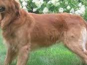 Perros Golden Extraordinarios Amigos Familiares